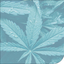Viepro 0925 Cannabis Thumb